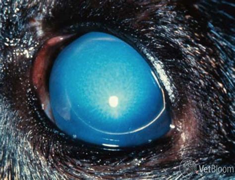 Lens Luxation Cat A Guide To When Can Or Can T The Eye Be Saved