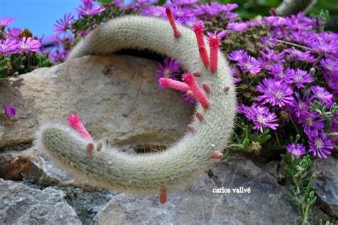 A third haul line is a big plus too. cactus (With images) | Cacti and succulents, Budget garden ...