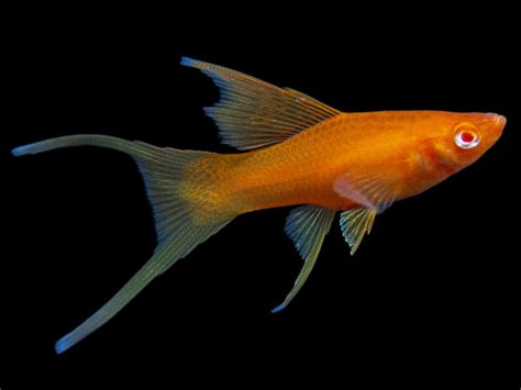 Hi Fin Red Eye Blood Red Lyretail Swordtail Aquatic Arts On Sale