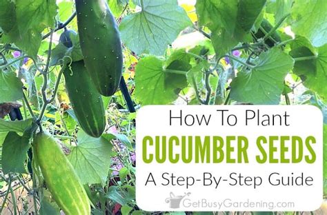 How to grow cucumbers guide. How To Plant Cucumber Seeds: A Step-By-Step Guide - Get ...