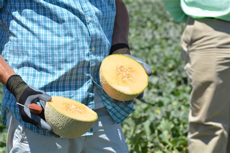Consejos Para Una Siembra Exitosa De Melones En Tu Jardín Plantaswebnet