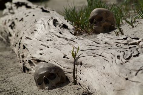 Two Human Skulls On The Sand To Sprouted Branch Stock Photo Image Of