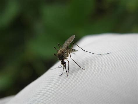 Propiedades Beneficios Y Usos De La Melisa O Toronjil Mosquito Pest Control West Nile Dawn