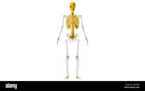 Esqueleto Humano Anatomía Del Esqueleto Axial 3d Ilustración Fotografía