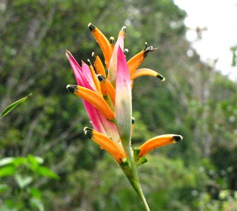 Heliconia is a town and municipality in antioquia department, colombia. heliconia - Costa Rica | Heliconia, Plants, Growing