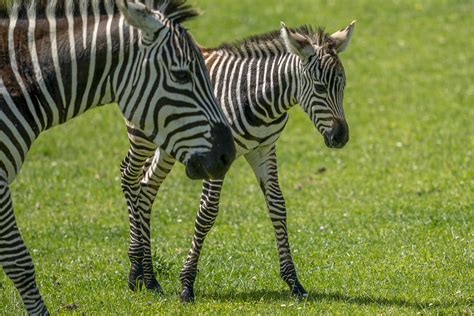 Plains Zebra Equus Quagga Visit Us At Marwell Zoo