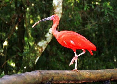Guará Vermelho pássaro exótico e de grande beleza Flickr