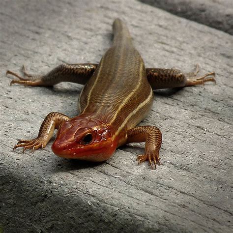 Broad Headed Skink Close Flickr Photo Sharing