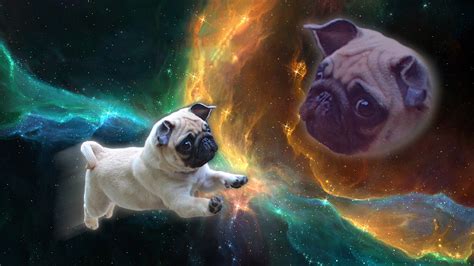 Baby Pug In Mid Air X Post From Rpugs Photoshopbattles