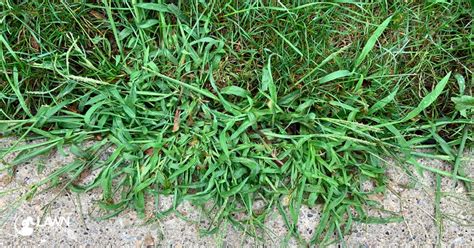 The Ultimate Lawn Weed Guide Lawn Solutions Australia