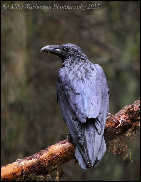Forest Raven Talk Photography