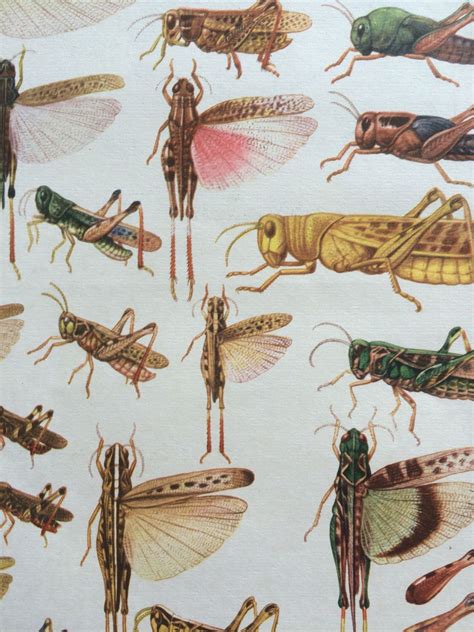 1968 Colourful Vintage Insect Print Locust Varieties Matted And