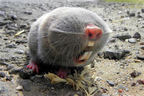 Psbattle A Russian Mole Rat Photoshopbattles Funny Animals Cute