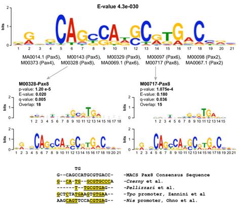 chip seq peaks delineatein vivopax8 binding site image depicts most download scientific