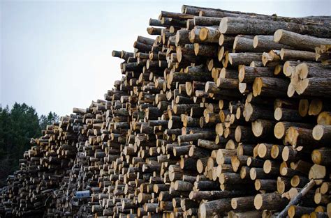 Cognates include dutch timmer, old high german zimbar (german zimmer), norwegian tømmer, old norse timbr. Timber Market, Pune | ShoppingLanes