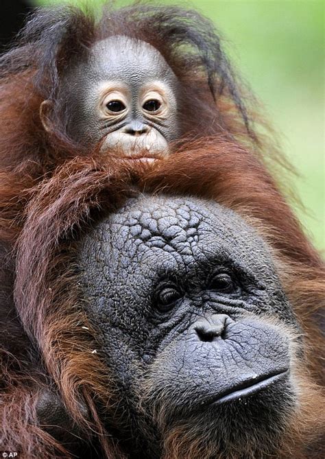 Organgutans are the only extant (living) species in the genus pongo and the subfamily ponginae. Adorable orangutan with a troubled past: Baby ape rejected ...