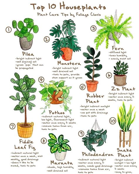 Top 10 Most Common Houseplants😊 Could You Name All Of These Plants👇🏻💚