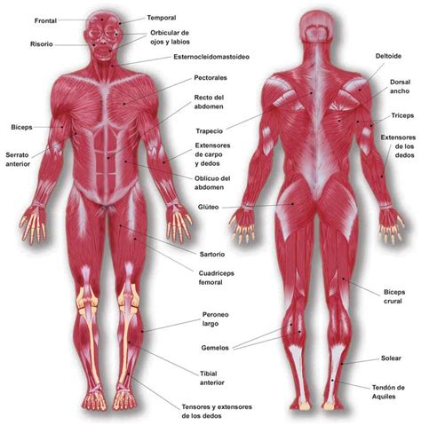 El sistema locomotor del cuerpo es aquel sistema que se encarga del control del movimiento y el desplazamiento del cuerpo humano, está conformado por el sistema osteoarticular es decir. EDUCACIÓN FÍSICA Y DEPORTES: El Aparato Locomotor