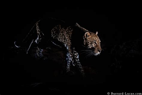Prowling Leopard Burrard Lucas Photography
