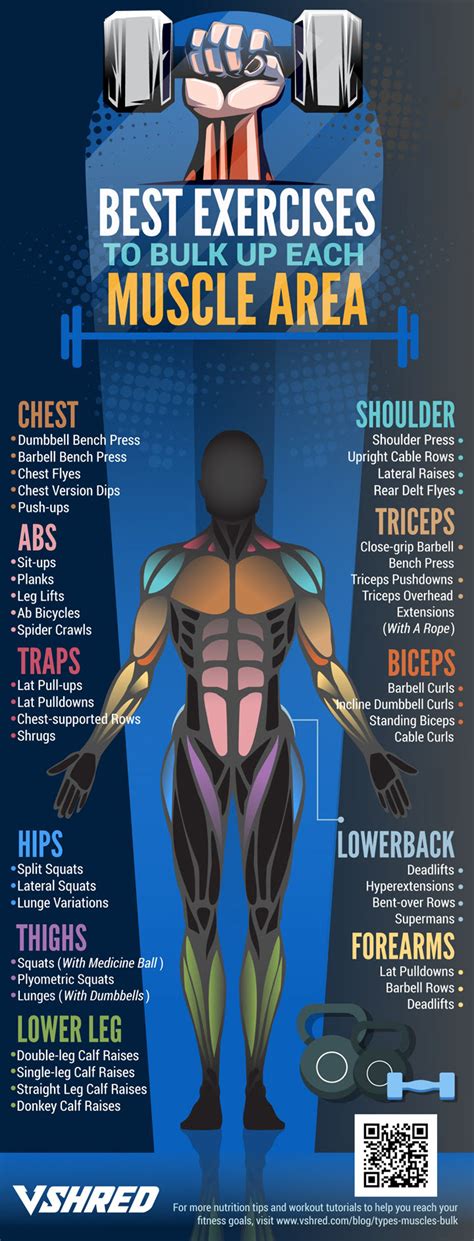 Best Exercises For Different Muscle Area
