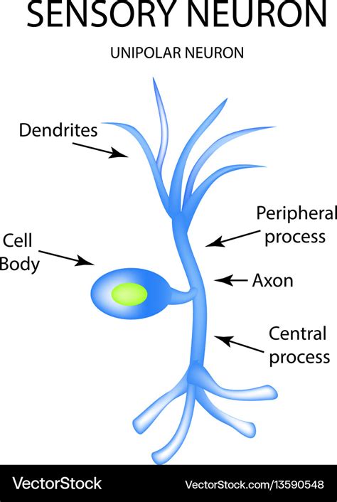 Structure Sensory Neuron Infographics Royalty Free Vector