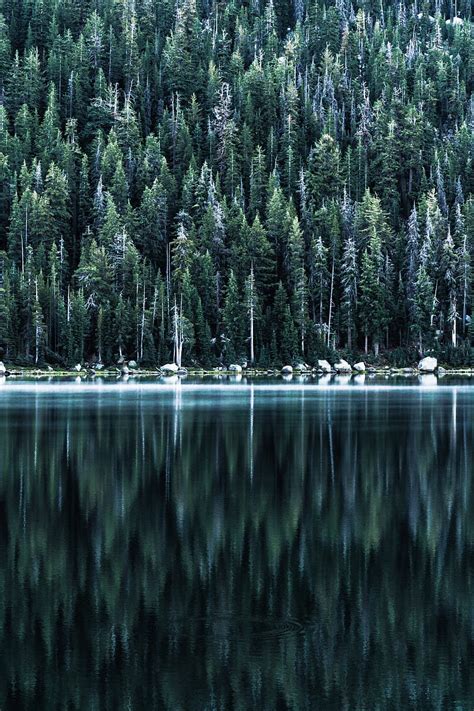 Forest Lake Shore Trees Reflection Hd Phone Wallpaper Peakpx