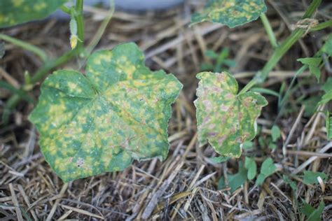 Yellow Spots On Cucumber Leaves Diagnosis And Prevention Tips