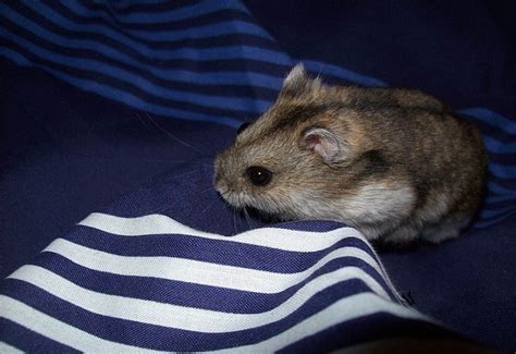 Campbells Russian Dwarf Hamster Info Pictures Temperament Traits