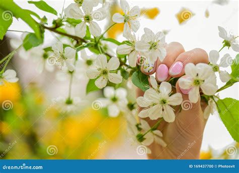 Spring Allergy Botany And Gardening Pollen Allergy Seasonal Allergy