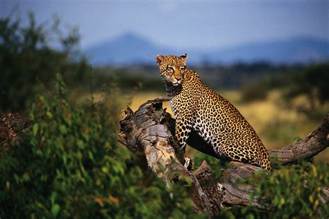tanzania wildlife safari ohio state alumni association