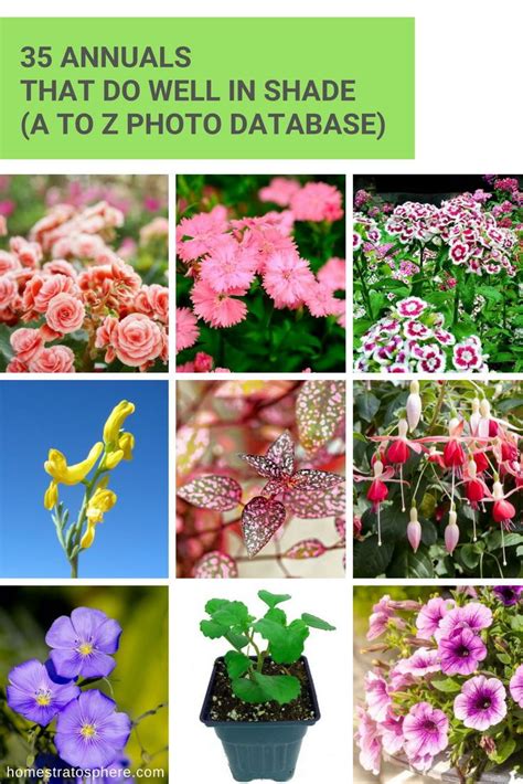 If you want flower colour in a shaded garden, it is very important to choose your. 35 Annuals that Do Well in Shade (A to Z Photo Database ...