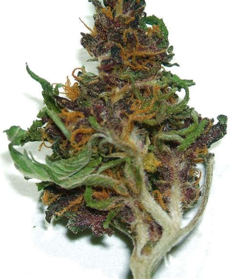 The seed heads dry well and can be used in dried flower arrangements. Dried Marijuana Flower (Cannabis Sativa with purple highli ...