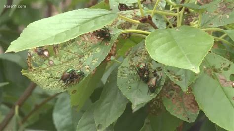 Grow With Kare Japanese Beetle Treatment And Prevention