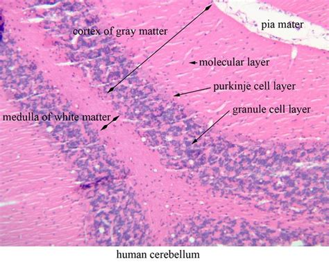 Pin Em Histology Cerebellum