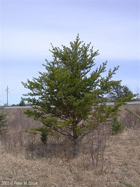 Jack pine lodge up, llc. Pinus banksiana (Jack Pine): Minnesota Wildflowers