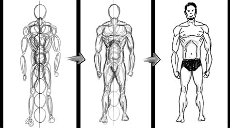 Drawing Basics Human Body For Free Download Easy Human Body Drawing Drawing Male Anatomy Male