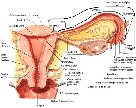 Estruturas Internas Dos Ov Rios Uterus Fibroids Anatomy And Physiology