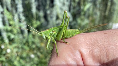Sauterelle Verte Dans La Maison | Ventana Blog