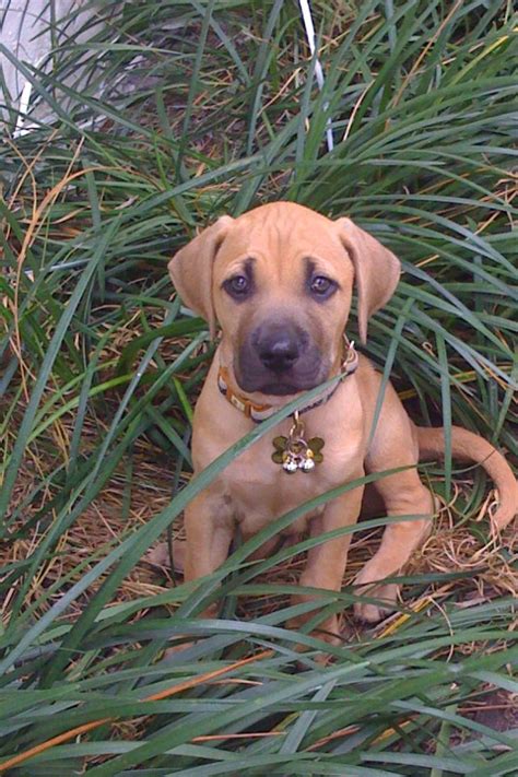 Black Mouth Cur Chihuahua Mix Pets Lovers