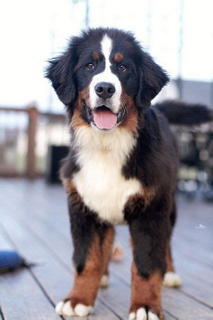 1000 Images About For The Love Of Berners Bernese Mountain Dog On