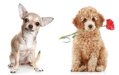 Your Complete Guide To The Chihuahua Poodle Mix Chipoo