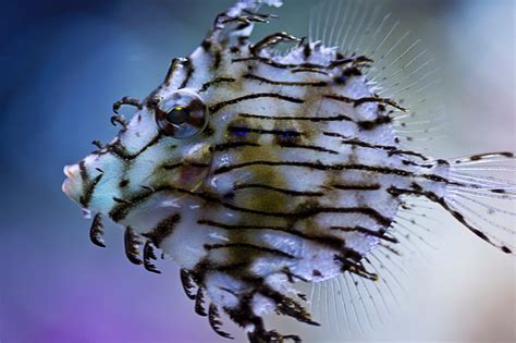 Saltwater Fish Of The Day Tasseled Filefish Reef2reef Saltwater And