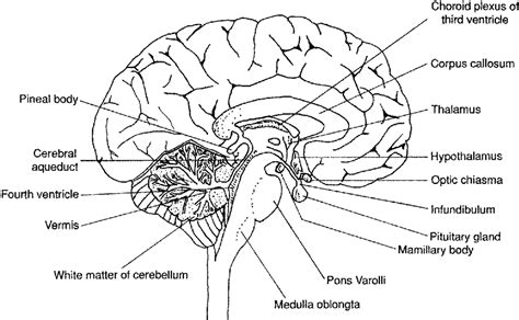 12 Best Images of Human Brain Diagram Worksheet - Human Brain Anatomy Coloring Page, Brain