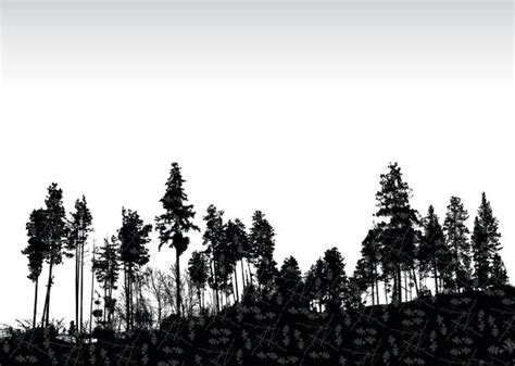 Pine Tree Variety Clip Art Illustrations Royalty Free Vector Graphics