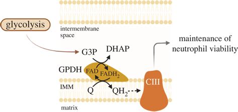 The Glycerol 3 Phosphate Shuttle Maintains Mitochondrial Membrane