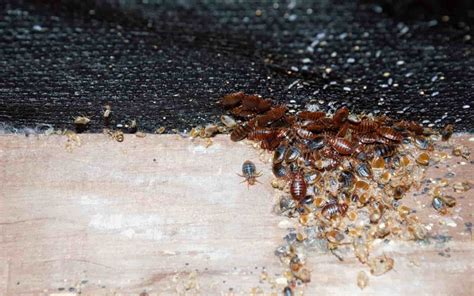 The Bed Bug Epidemic Orkin Canada
