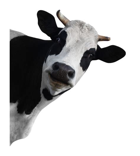Корова Png изображения можно загрузить бесплатно Crazypng Png