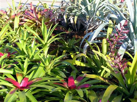 Read on to learn all about how to grow them, and which varieties may be best for you. Bromeliads | Home & Garden Information Center