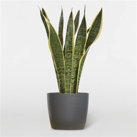 Check spelling or type a new query. Snake Plant — Plants | Patch