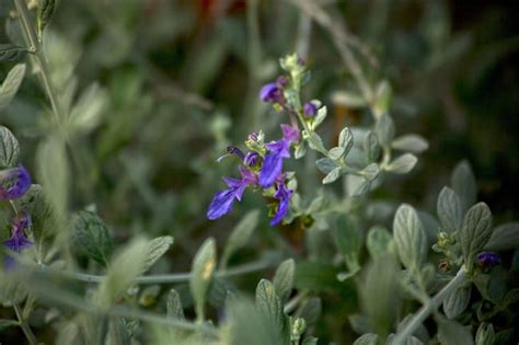 We sell plants online, not seeds. Bush Germander | Garden Style San Antonio